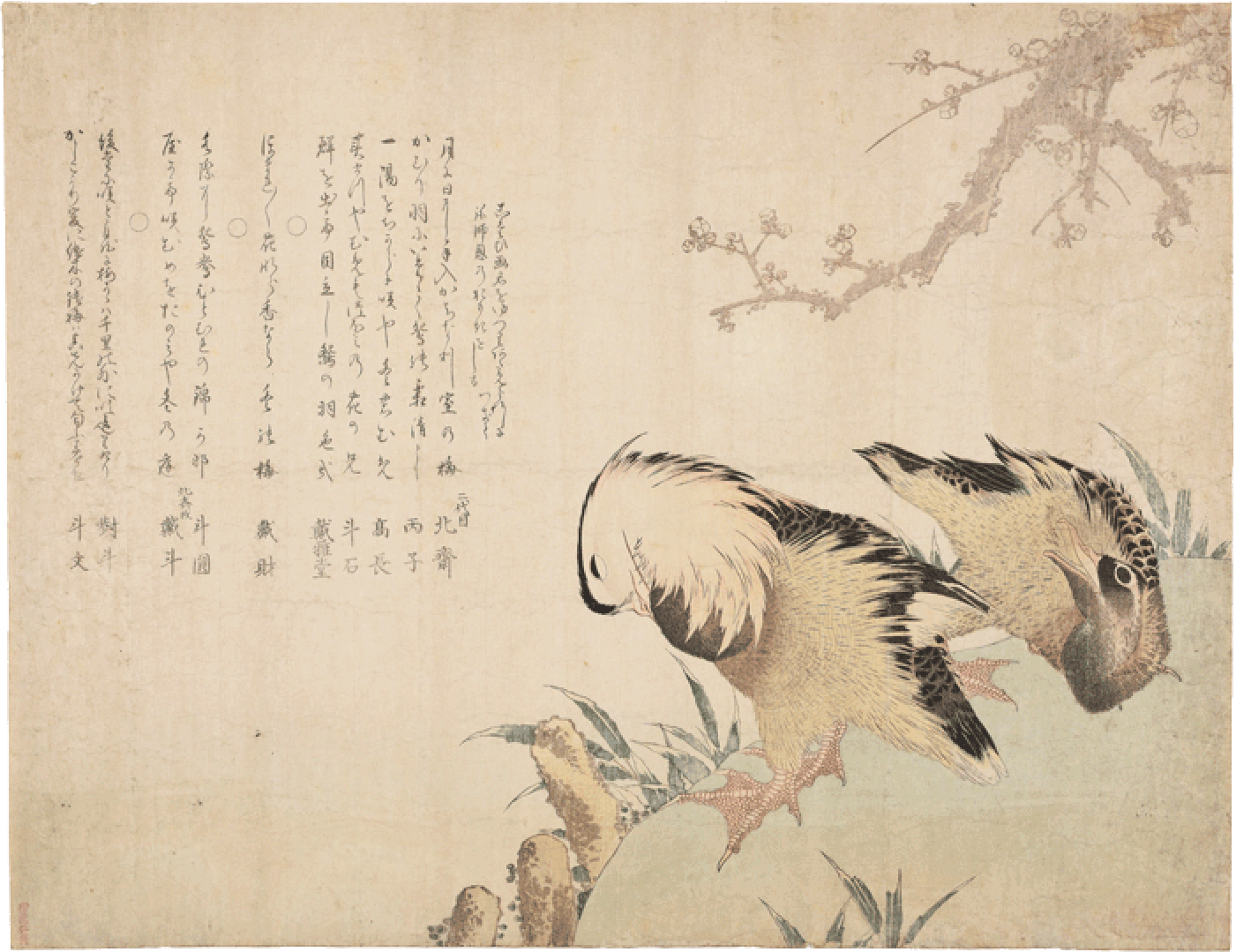 （鴛鴦）